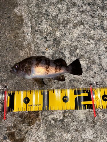 シロメバルの釣果