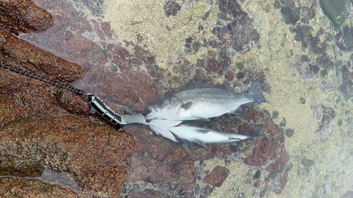 フッコ（ヒラスズキ）の釣果