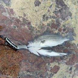 フッコ（ヒラスズキ）