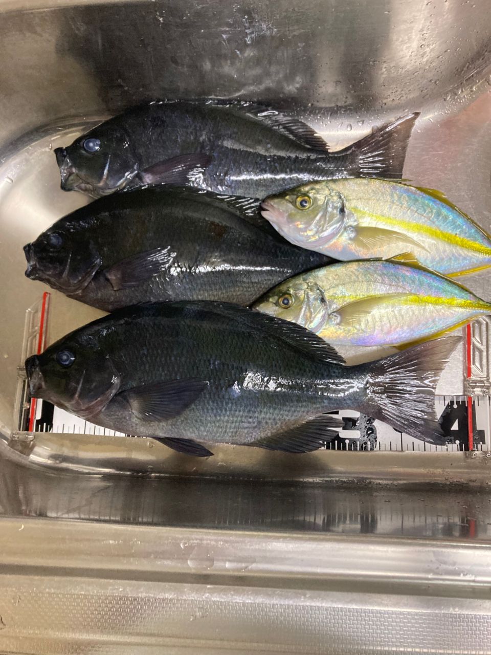 ウキ釣り修行さんの釣果 2枚目の画像