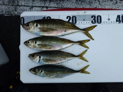マアジの釣果
