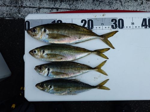 マアジの釣果