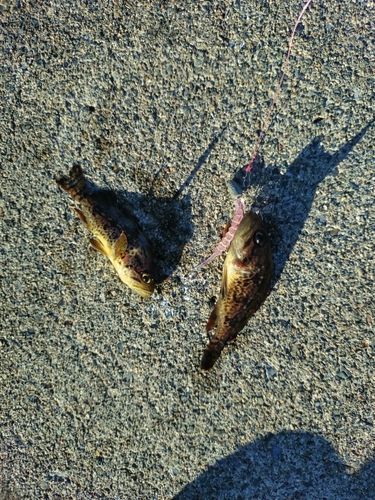 クロソイの釣果