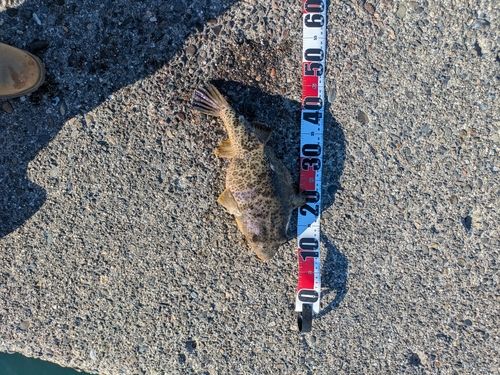 クサフグの釣果