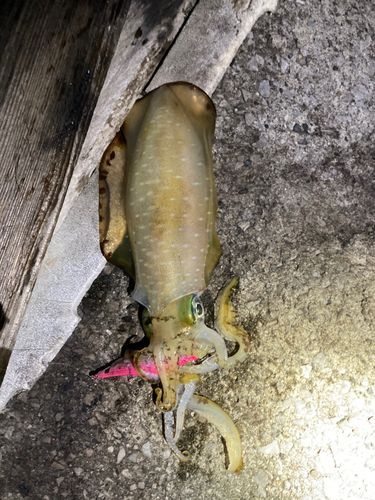 アオリイカの釣果