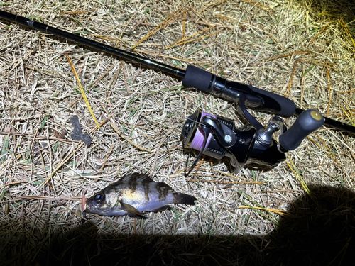 東京湾（アクアライン〜富津）