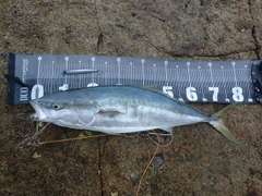 ヒラマサの釣果