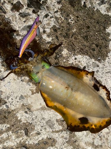 アオリイカの釣果