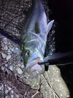 セイゴ（マルスズキ）の釣果