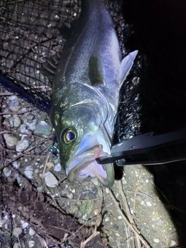 セイゴ（マルスズキ）の釣果