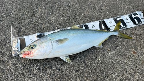 内浦湾（沼津）