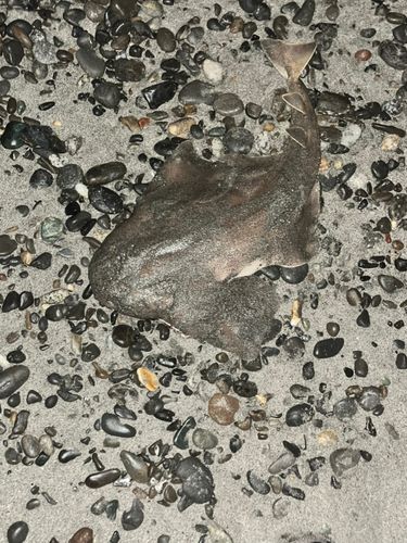 カスザメの釣果