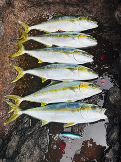 ヒラマサの釣果