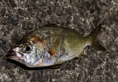 クロサギの釣果