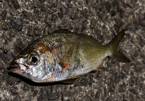 クロサギの釣果
