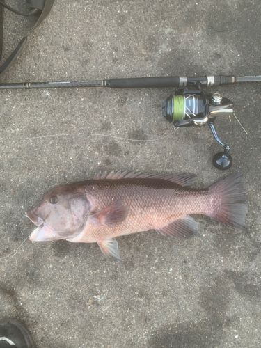 コブダイの釣果