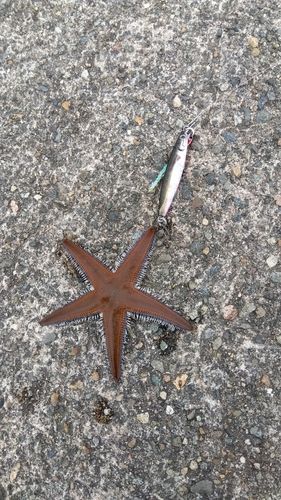 大野地区釣り護岸