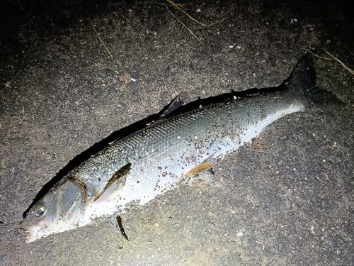 マルタウグイの釣果