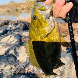 スモールマウスバス