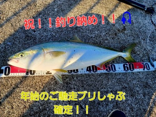 ハマチの釣果