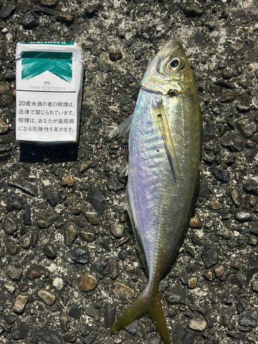 クミ93 さんの釣り人プロフィール - アングラーズ | 釣果600万件の