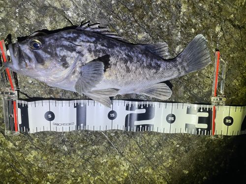 クロソイの釣果