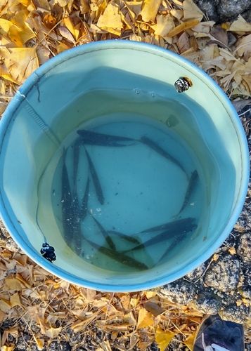 オイカワの釣果