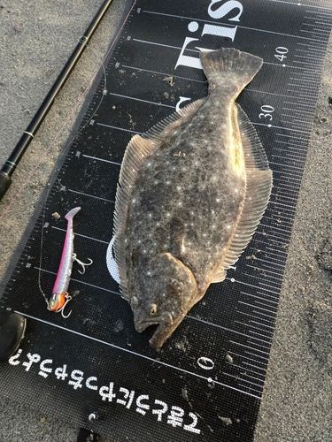 ヒラメの釣果