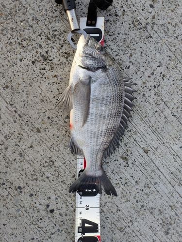 クロダイの釣果