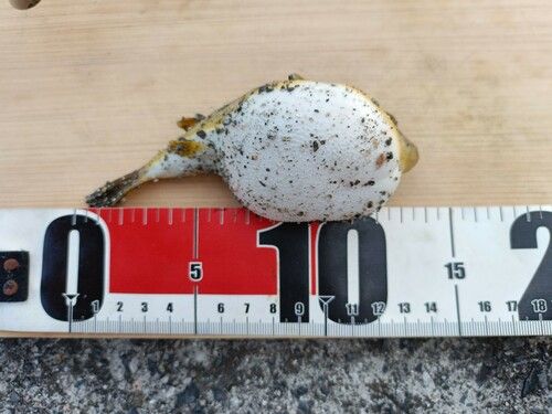 ヒガンフグの釣果