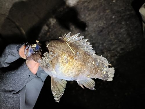 クロメバルの釣果