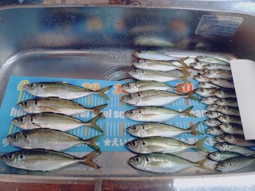 アジの釣果