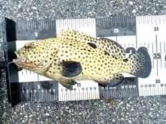 ヒレグロハタの釣果
