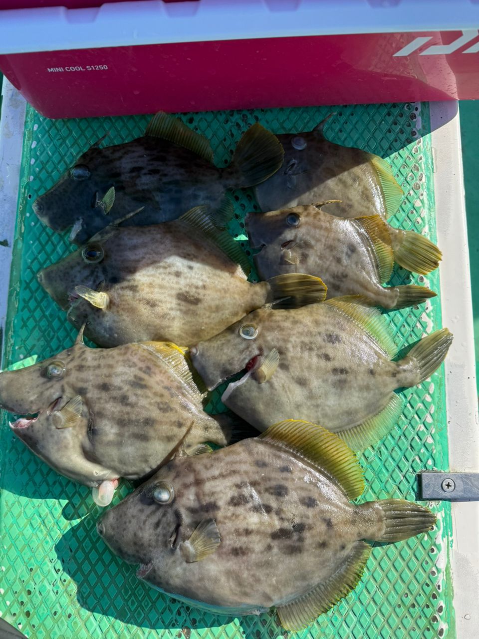 さいたまの初心者さんの釣果 1枚目の画像