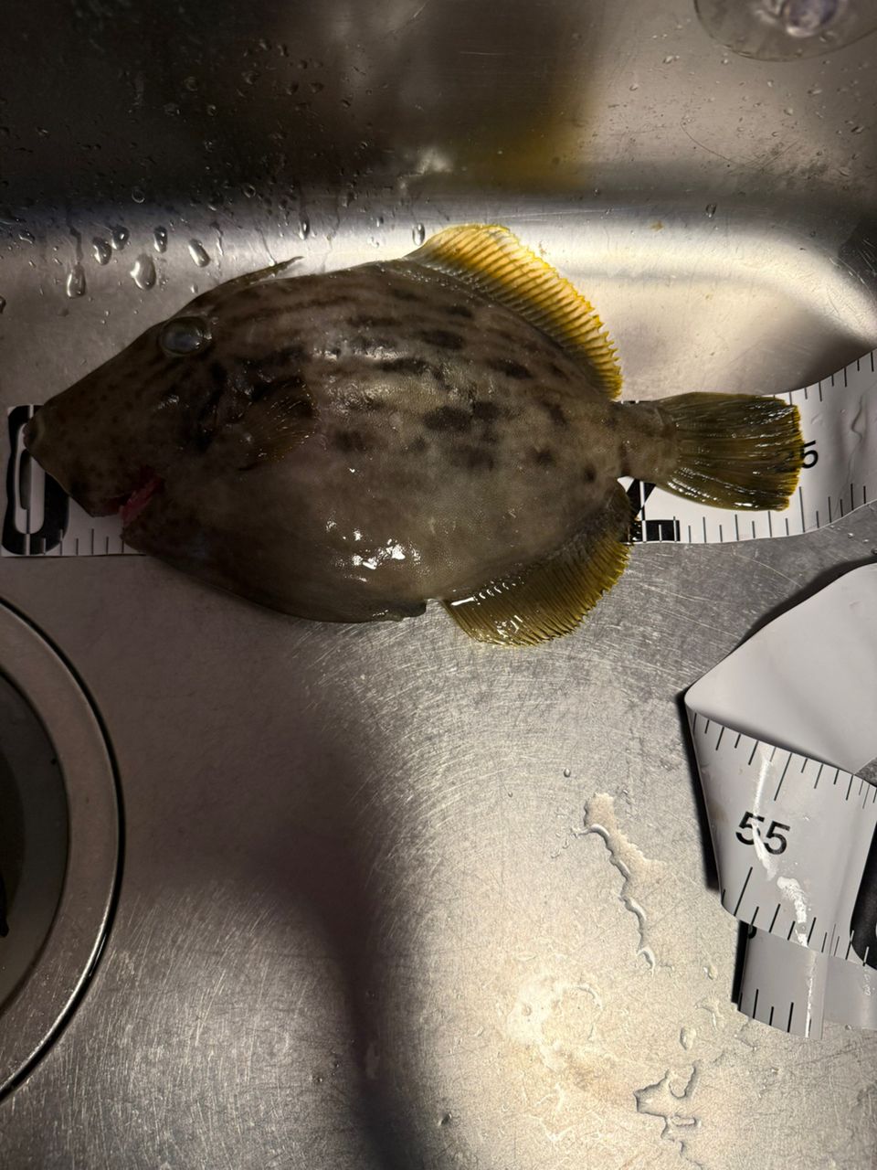 さいたまの初心者さんの釣果 2枚目の画像