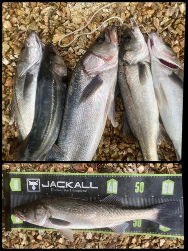 シーバスの釣果