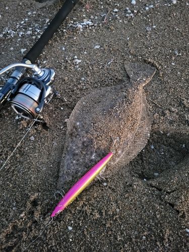 ヒラメの釣果