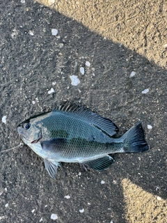 グレの釣果