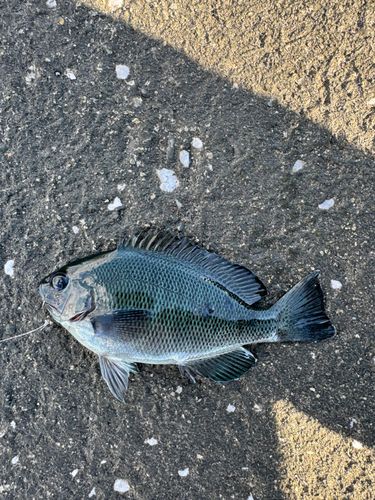 グレの釣果