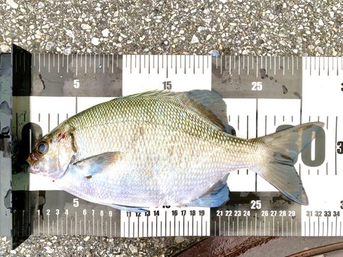 テンジクイサキの釣果