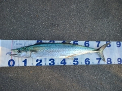 サワラの釣果