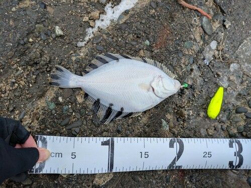 カワガレイの釣果