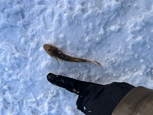 小樽港厩町岸壁