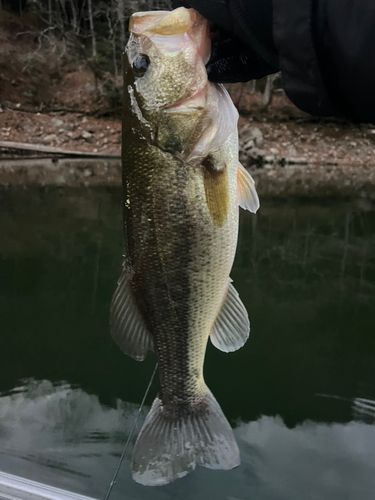 肱川（鹿野川湖上流）