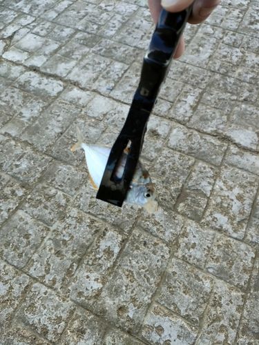 ヒイラギの釣果