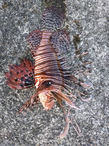 ハナミノカサゴの釣果