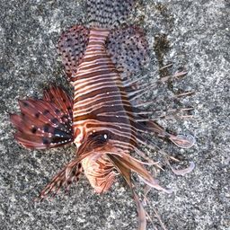 ハナミノカサゴ