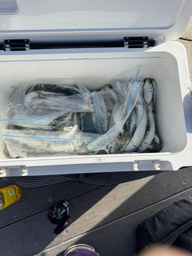 マイワシの釣果