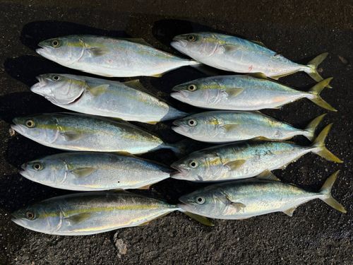 フクラギの釣果