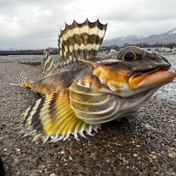 ツマグロカジカ